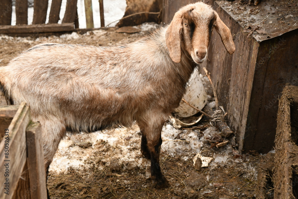 Obraz premium Goats grazing on an animal farm