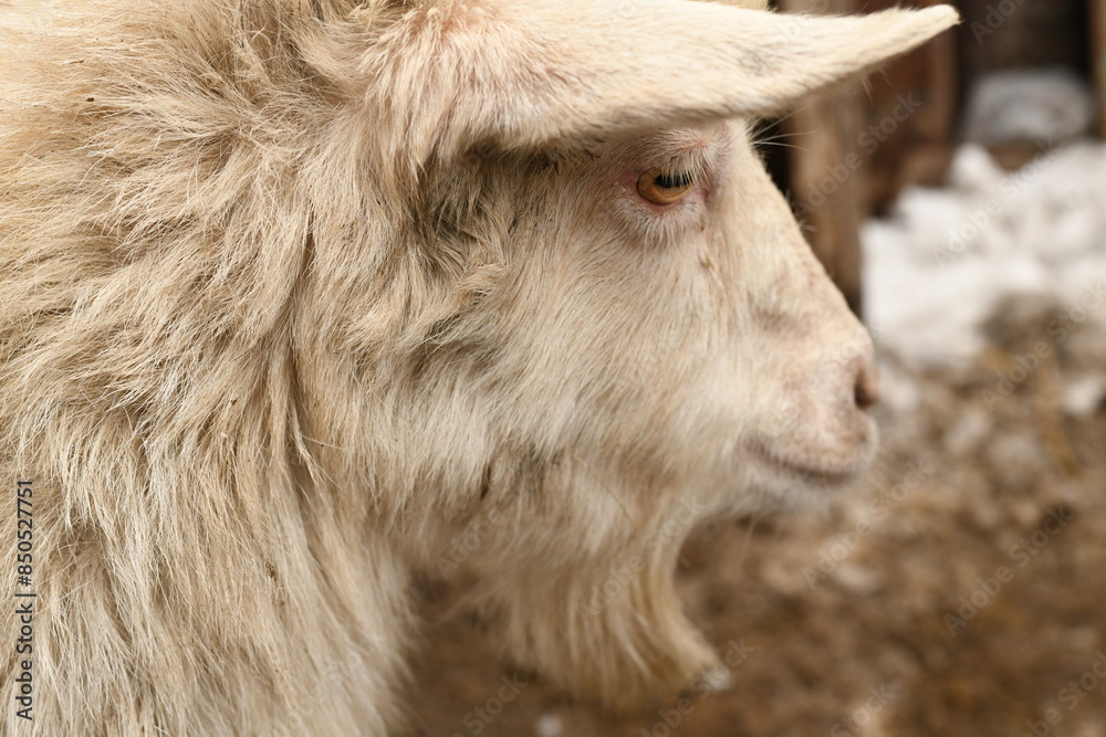 Goats grazing on an animal farm Goats grazing on an animal farm