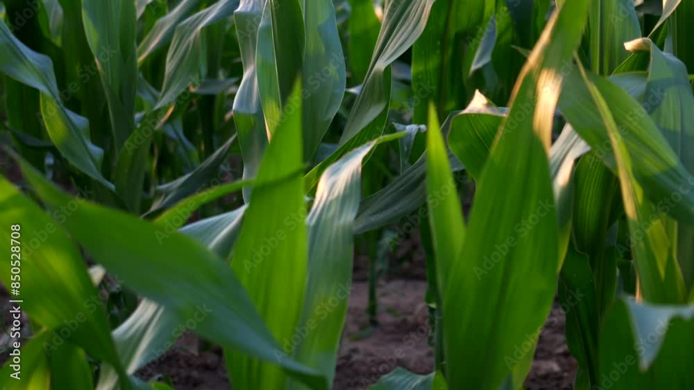 Corn cobs field, close up green leaves at sunset. Agricolture. Tilt 4K Corn cobs field, close up green leaves at sunset. Agricolture. Tilt 4K