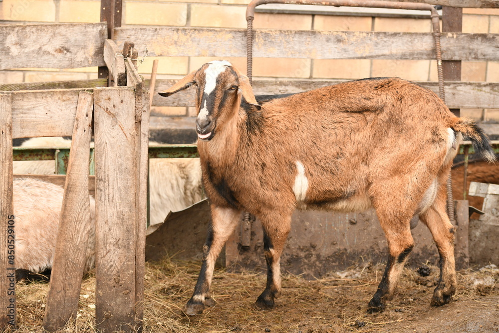 Obraz premium Goats grazing on an animal farm
