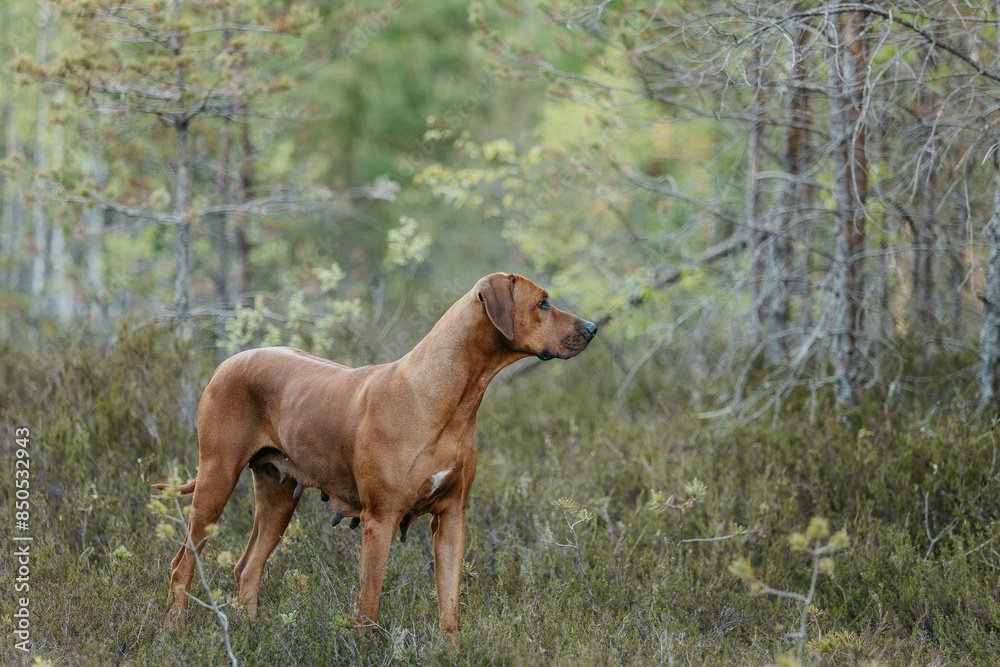 A Rhodesian Ridgeback dog in the woods A Rhodesian Ridgeback dog in the woods
