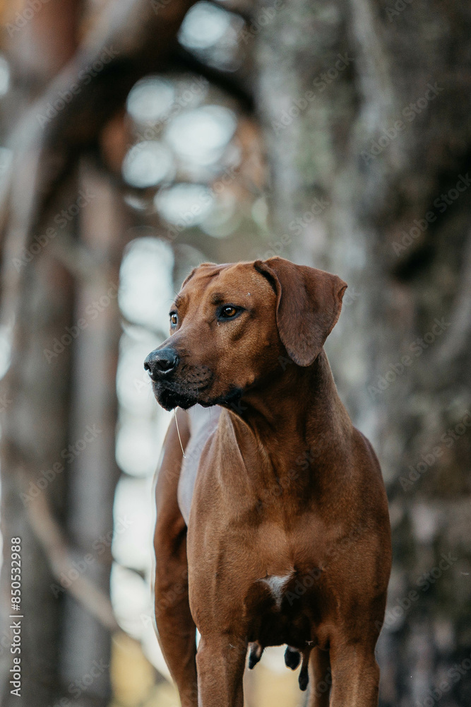 A Rhodesian Ridgeback dog in the woods