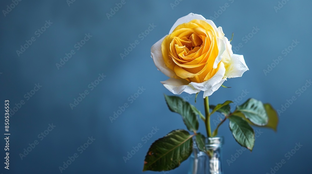 Yellow and white rose in a glass vase. Blue background. Focus on the flower. Yellow and white rose in a glass vase. Blue background. Focus on the flower.