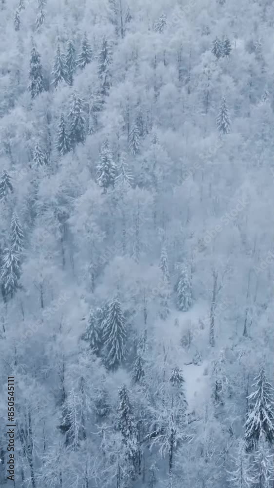 Aerial view of beautiful snow forrest during winter