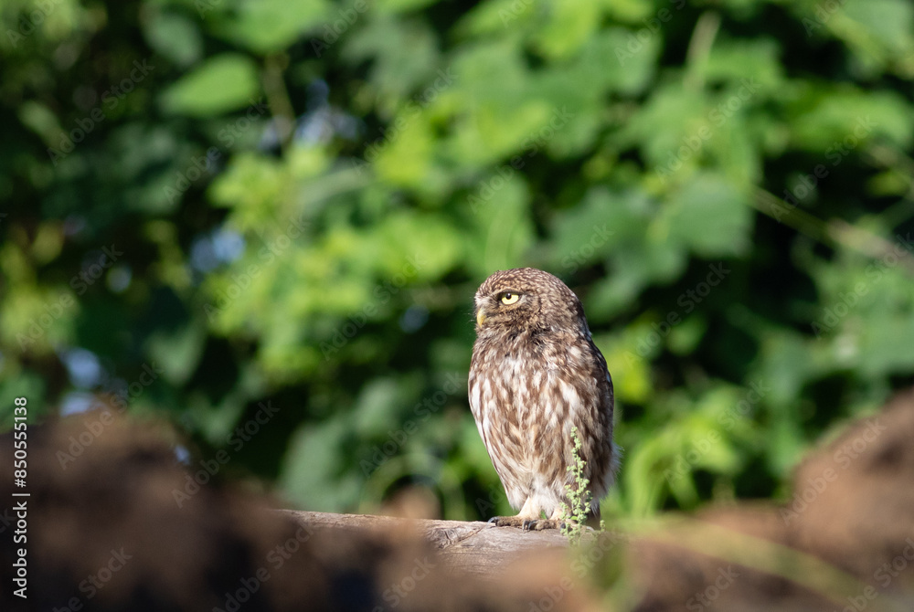 Little owl, Athene noctua. In the early morning, a bird sits on a log near its nest Little owl, Athene noctua. In the early morning, a bird sits on a log near its nest