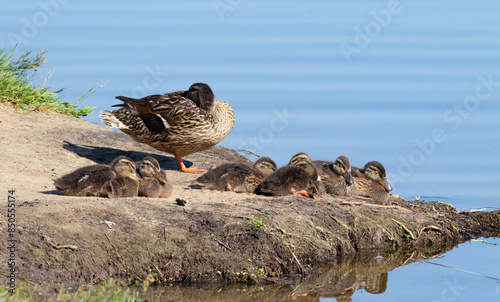 Mallard, Anas platyrhynchos. Mom and kids basking in the sun and napping on the riverbank