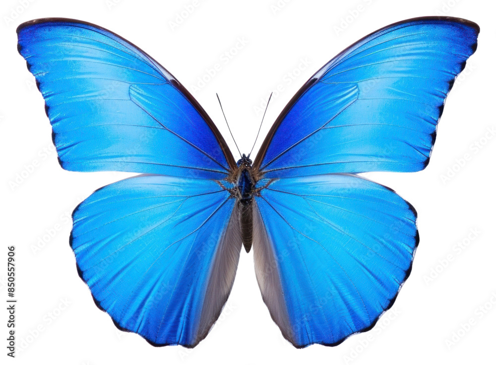 PNG Butterfly animal insect invertebrate