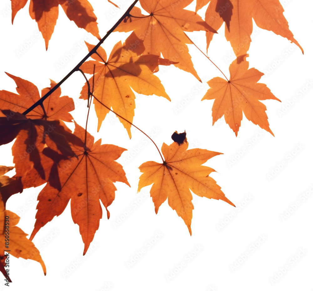 PNG Autumn leaves backgrounds sunlight plant PNG Autumn leaves backgrounds sunlight plant