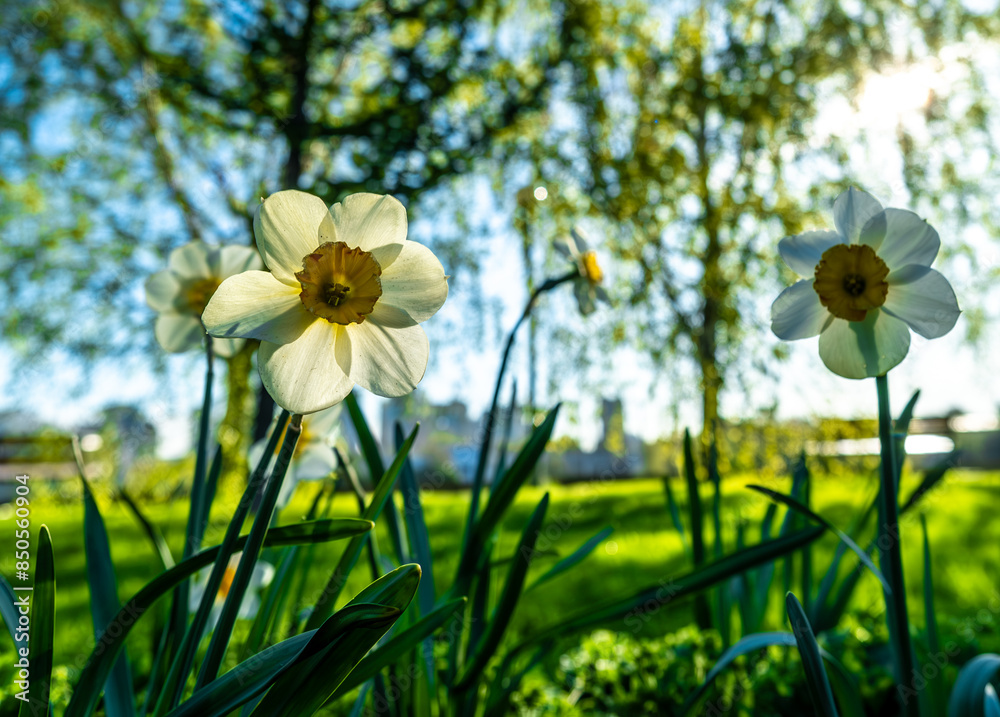 Obraz premium Daffodil flowers in the grass on the lawn illuminated by the morning sun.