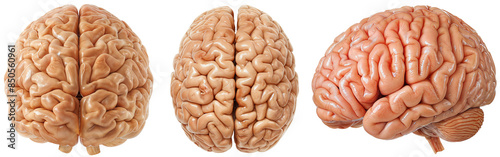 Human brain collection, side, front and top view, isolated on a transparent background