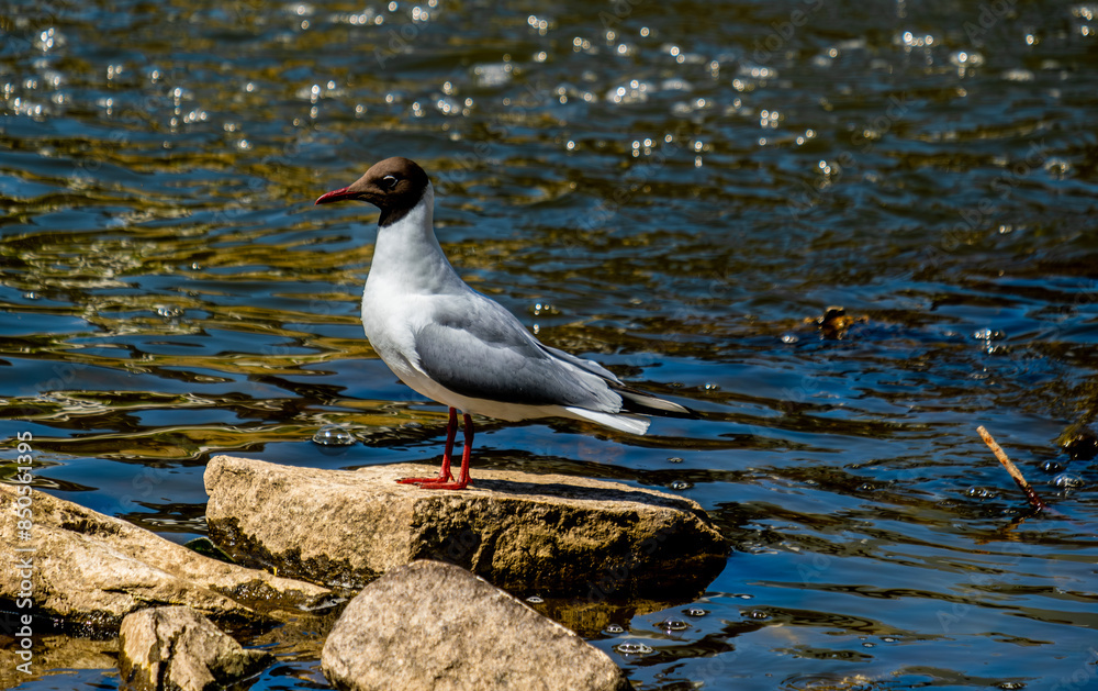 A seagull sits on a rock in the river on a summer day. A seagull sits on a rock in the river on a summer day.