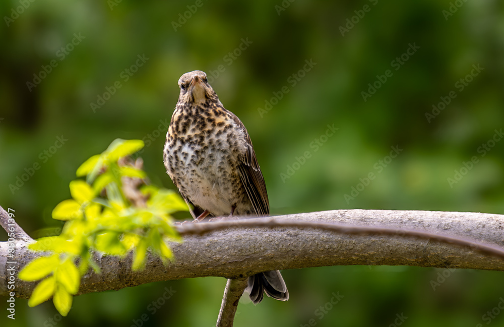 A thrush bird sits on a tree branch in spring close-up.