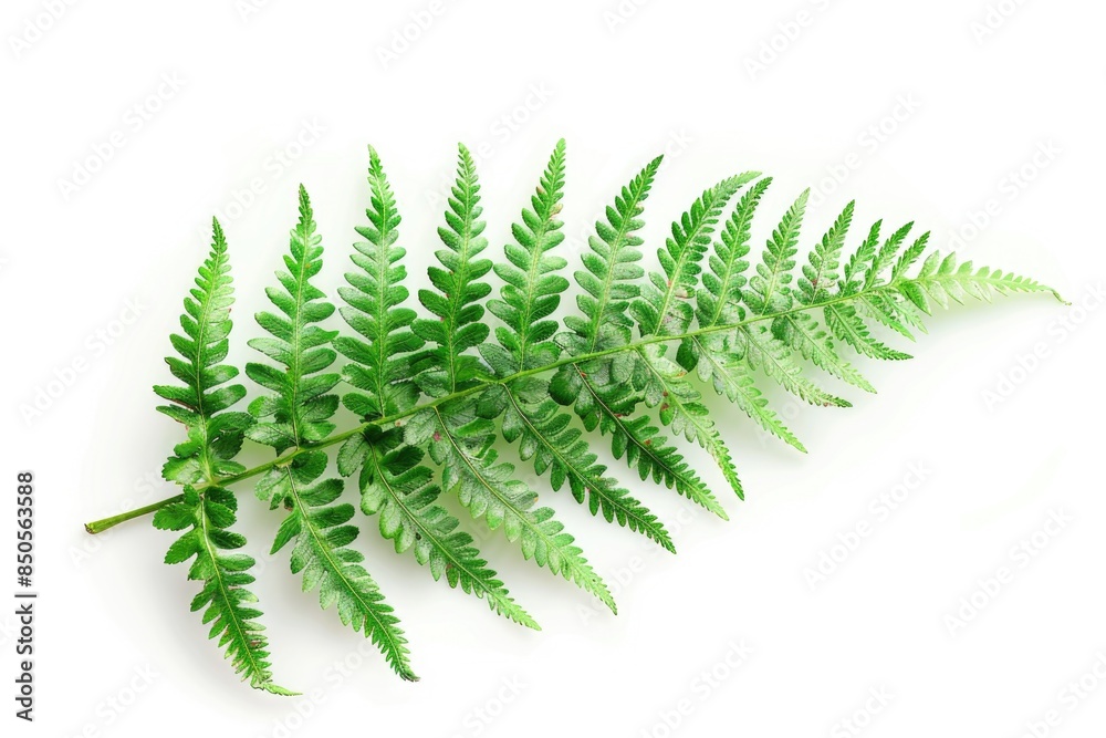 A close-up shot of a green plant growing on a white surface, suitable for use in lifestyle or wellness photography A close-up shot of a green plant growing on a white surface, suitable for use in lifestyle or wellness photography