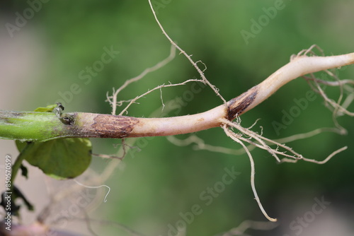 Black scurf of potato or black speck of potato. Fungal disease of potatoes caused by the basidiomycete fungus Rhizoctonia solani.
