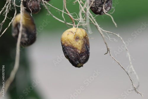 Photography Potato blight or late blight is serious potato and tomato disease causes by a fungus-like microorganism Phytophthora infestans an oomycete or water mold
