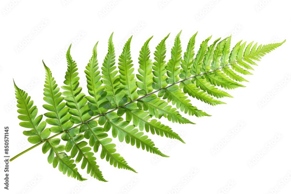 A detailed image of a fern leaf on a white background, ideal for use in botanical or scientific contexts A detailed image of a fern leaf on a white background, ideal for use in botanical or scientific contexts
