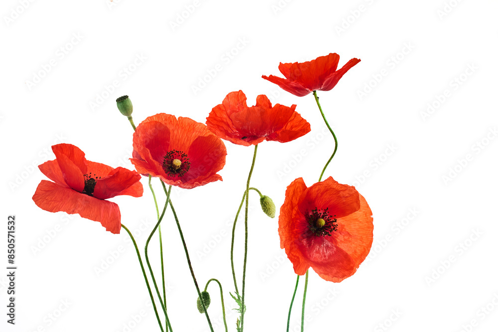 Obraz premium Vibrant Red Poppies isolated on white background. Symbol of remembrance day.