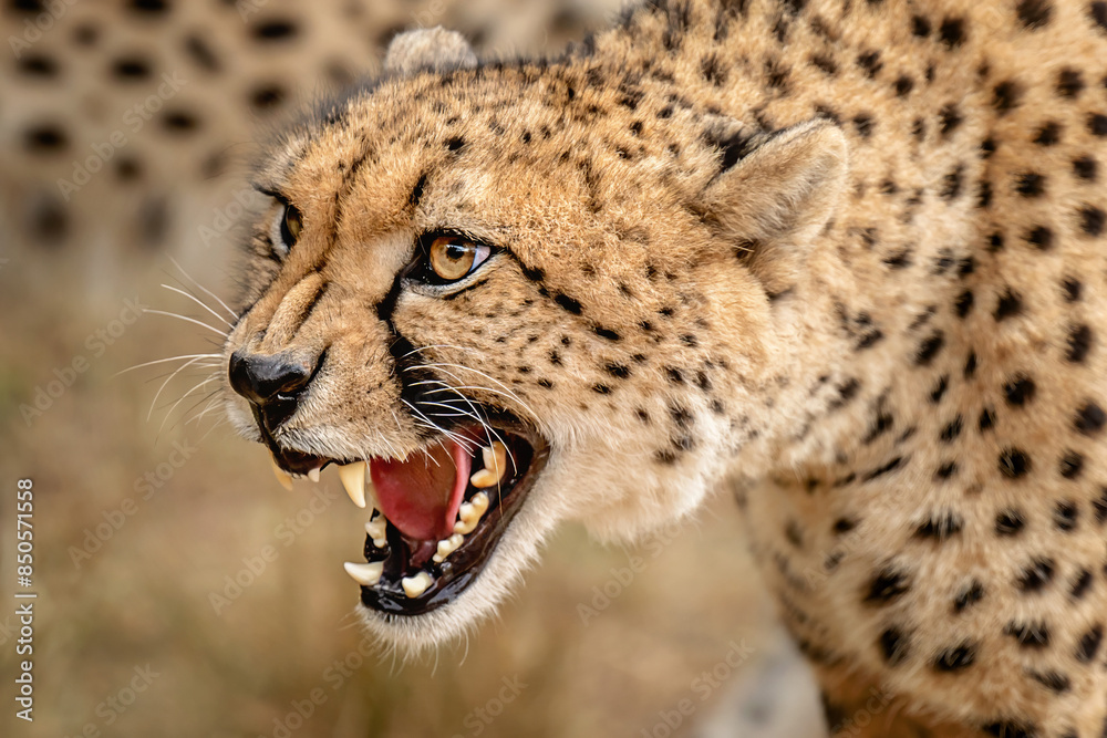 cheetah snare cheetah snare