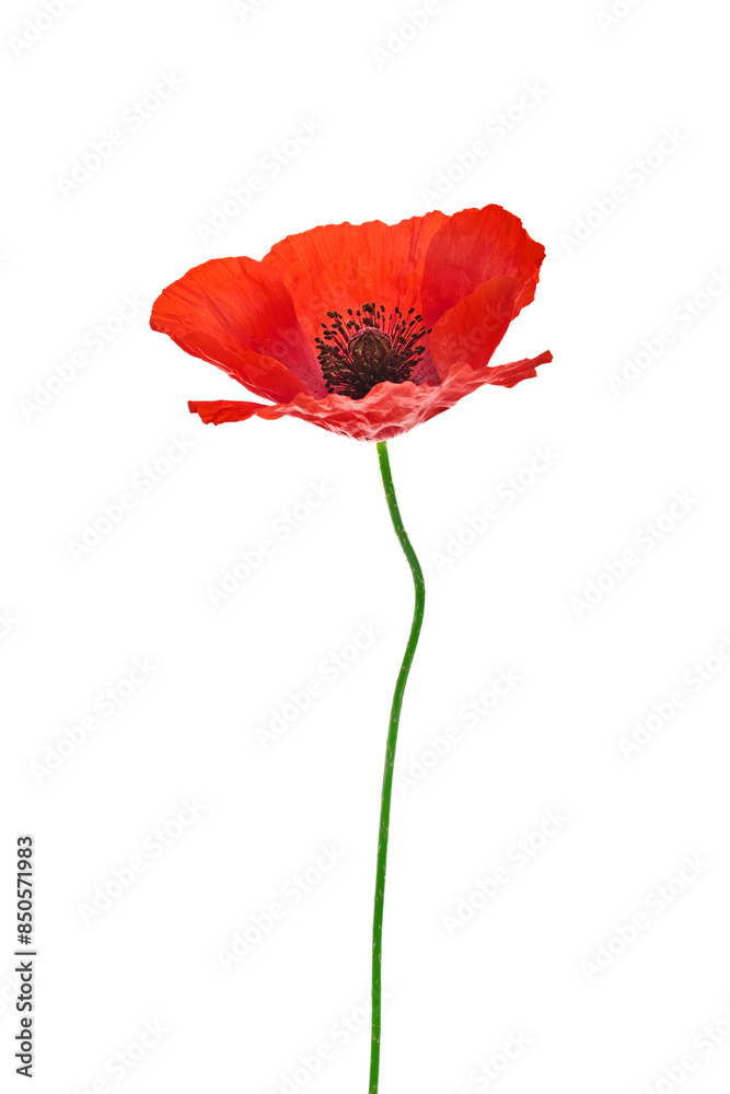 Vibrant Red Poppy Flower Isolated on White. Symbol of remembrance day. Vibrant Red Poppy Flower Isolated on White. Symbol of remembrance day.