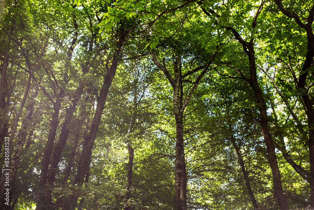 Fototapeta premium beautiful trees in the forest