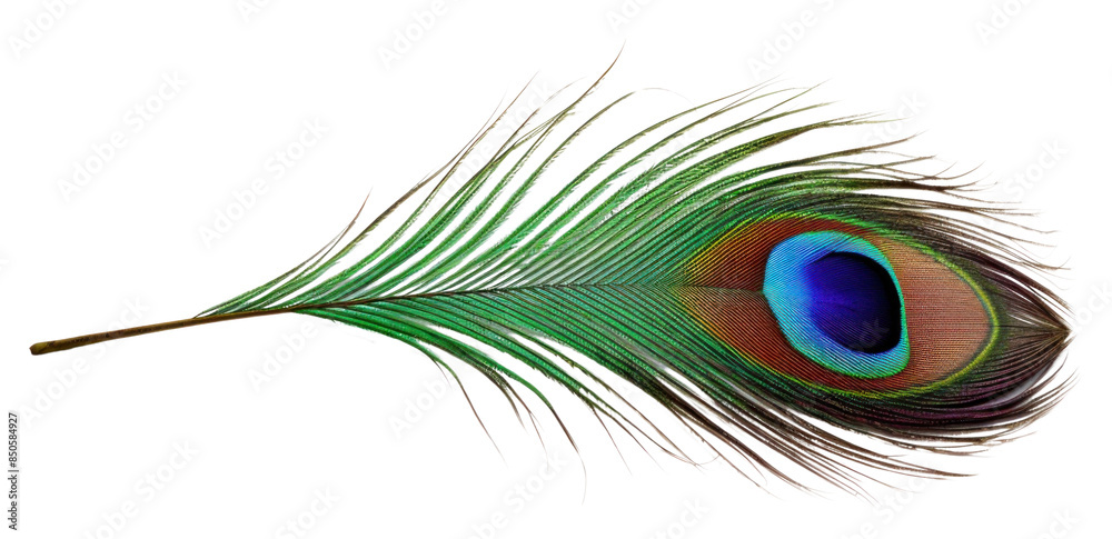 Obraz premium PNG A peacock feather animal bird white background.