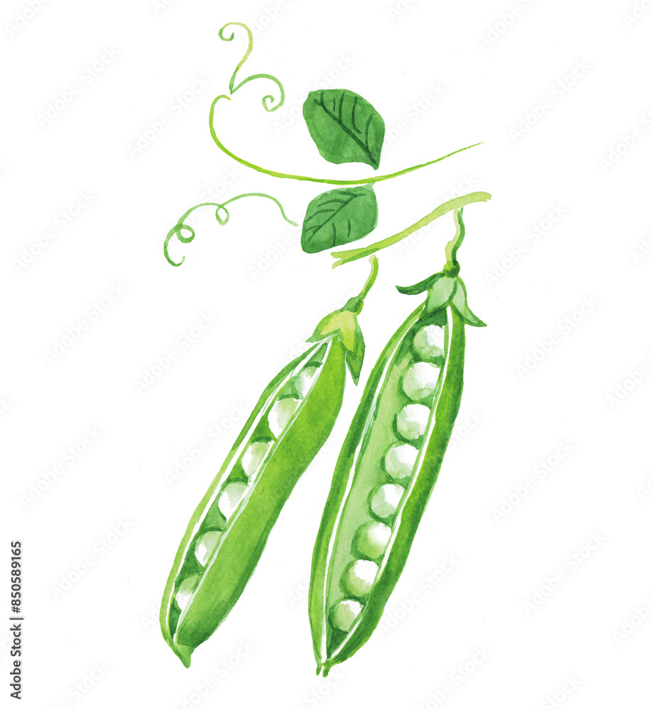Green peas , green pea , green beans , raw peas , vegetables , legumes , food illustration , hand painted watercolor illustration Green peas , green pea , green beans , raw peas , vegetables , legumes , food illustration , hand painted watercolor illustration