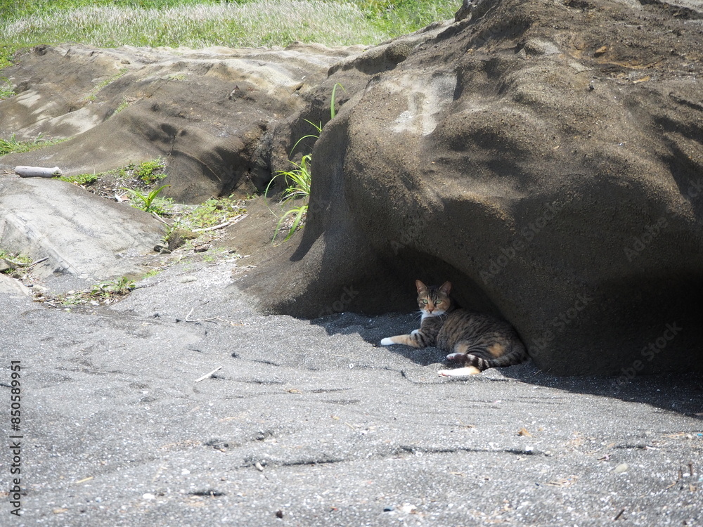 Fototapeta premium 岩陰で涼む野良猫