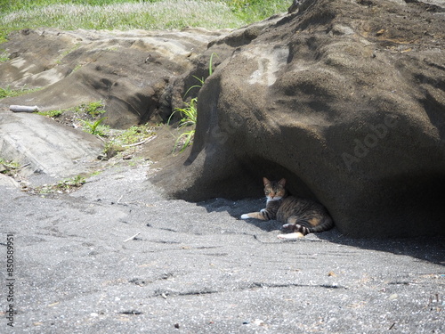 岩陰で涼む野良猫