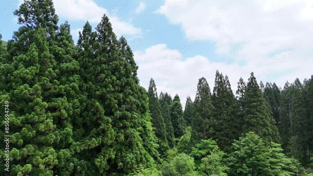 広大な森林と山 空撮 ドローン撮影 広大な森林と山 空撮 ドローン撮影