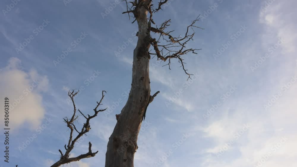 Time lapse of the sky around a dead tree