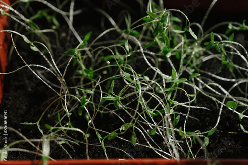 Closeup shot of micro green spinach sprouts leaves sprayed with water on a tray. Plant based at home-grown produce, horticulture eco friendly concept. 