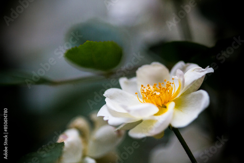 white flower of a rose