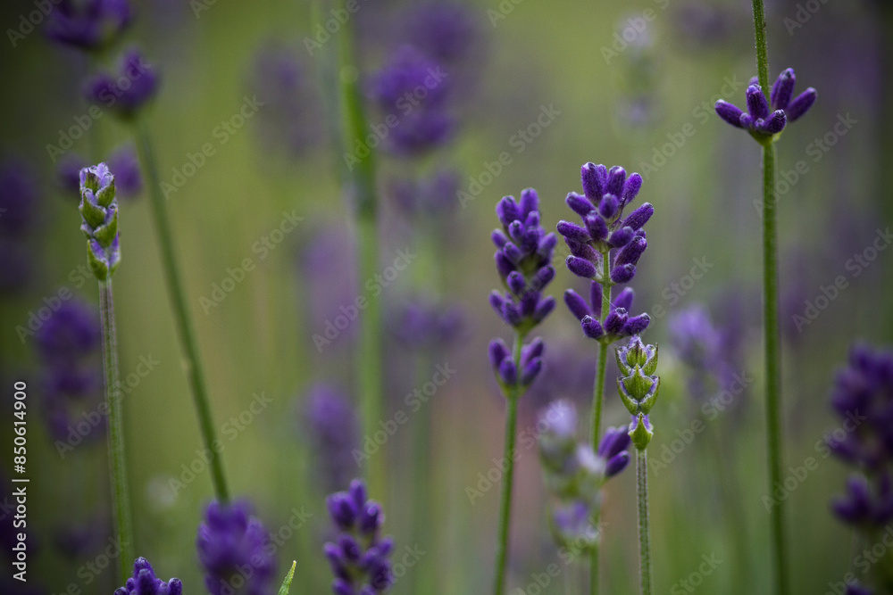 Obraz premium Lavender close-up - Purple over green