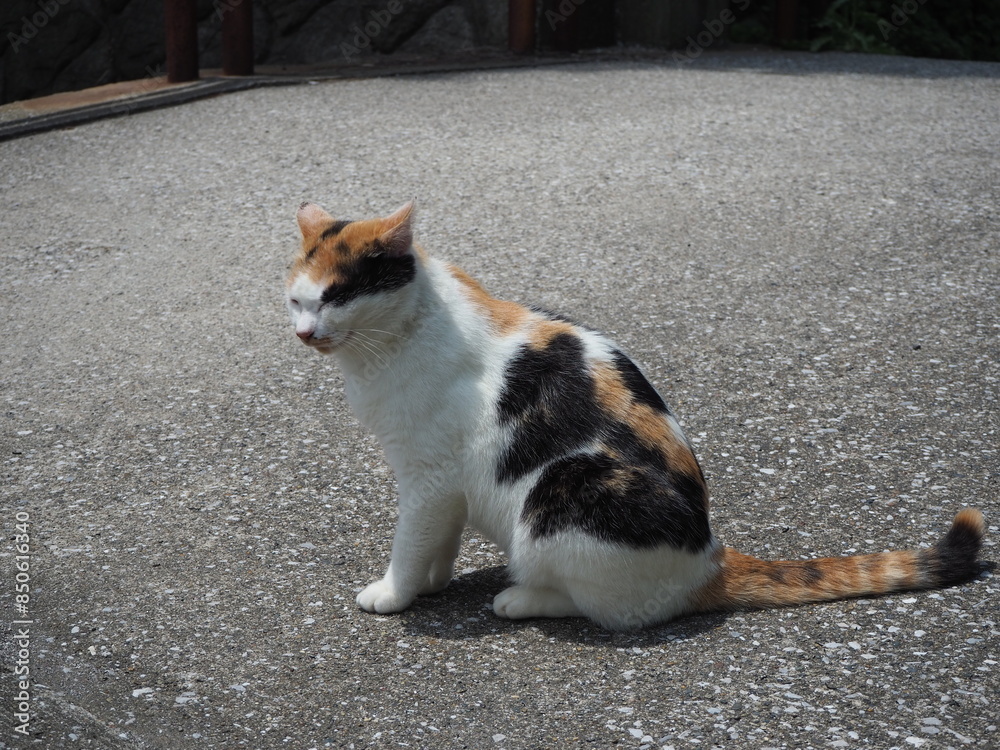 まったりとしていた野良猫 まったりとしていた野良猫