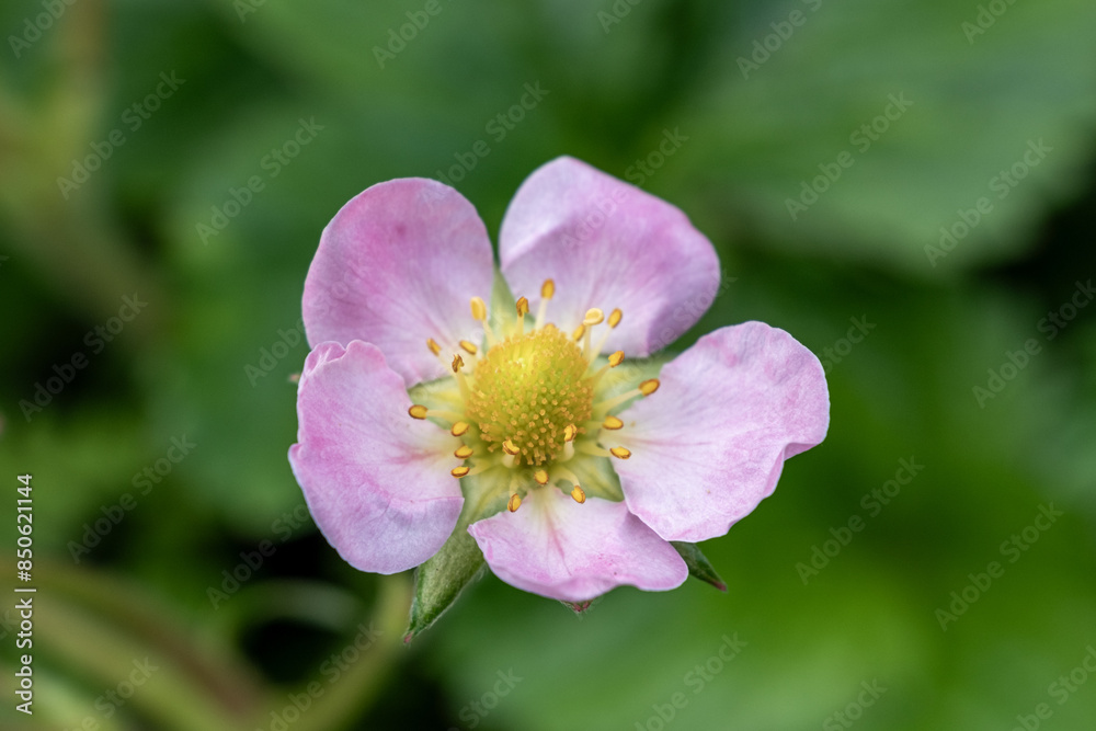 pink flower with yellow pistil of a strawberry plant pink flower with yellow pistil of a strawberry plant