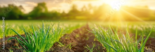 Rows of green leek plants in a field with a blur effect background and sunlight