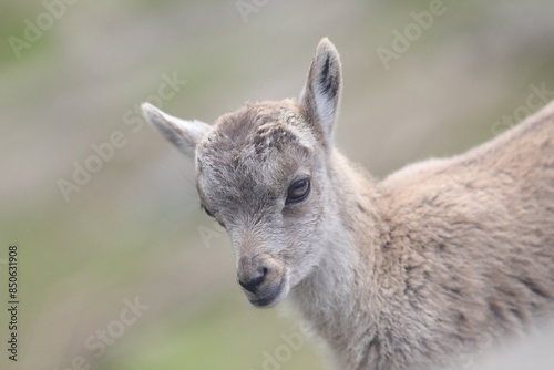 baby goat