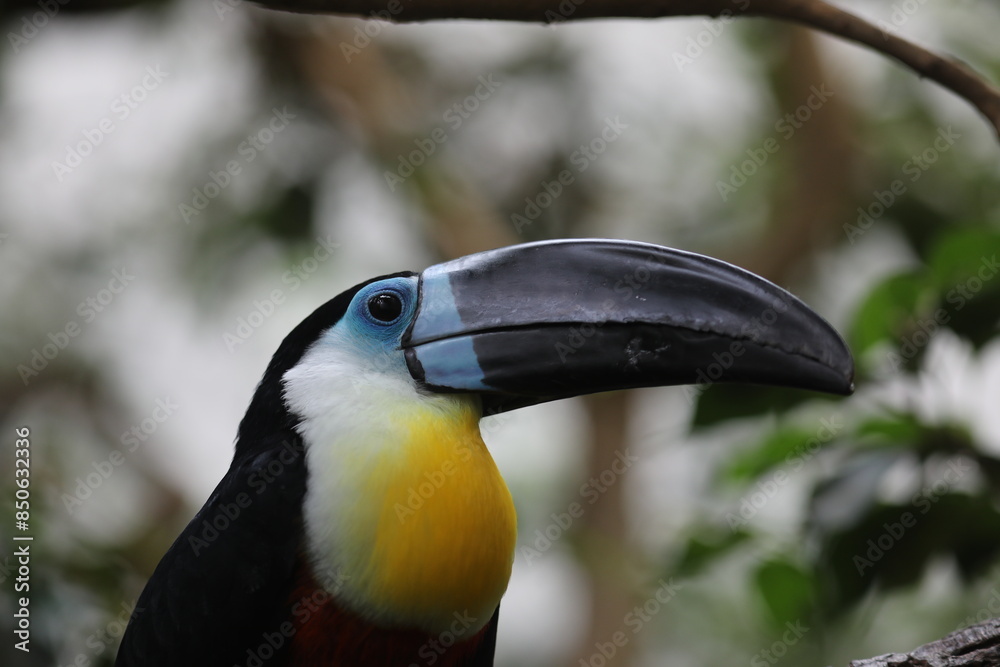 Fototapeta premium toucan in the zoo
