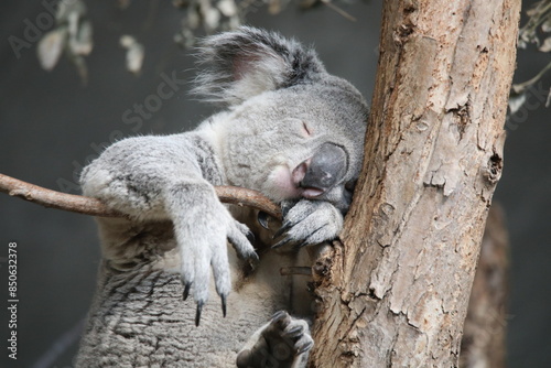 Photography koala in tree