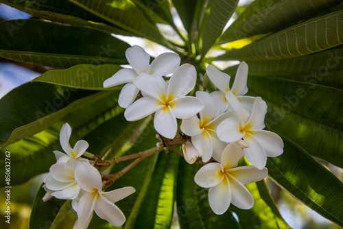 white frangipani flowers