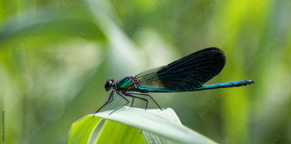 dragonfly on a green leaf dragonfly on a green leaf