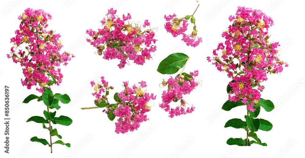 Set of tropical Crape Myrtle flowers on white transparent png background Set of tropical Crape Myrtle flowers on white transparent png background
