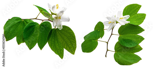 leaves isolated on white background