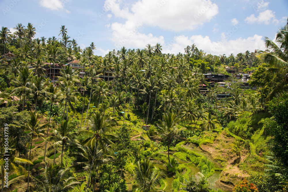 Beautiful view of rice terraces in Bali, Indonesia