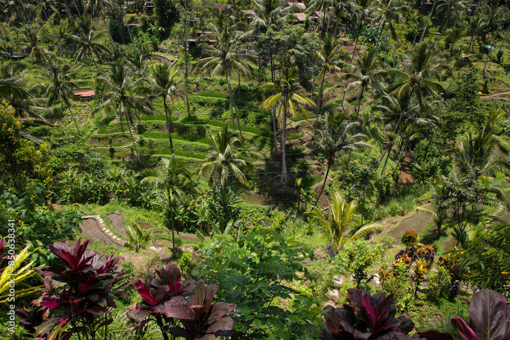 Beautiful view of rice terraces in Bali, Indonesia