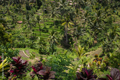 Obraz na płótnie Beautiful view of rice terraces in Bali, Indonesia
w salonie