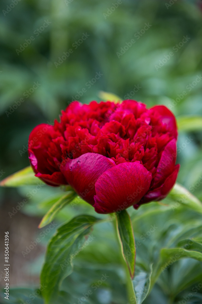 Obraz premium Peony in garden. Burgundy peony. Maroon flower peony. Lush flower. A magnificent flower. Dew drops on a flower