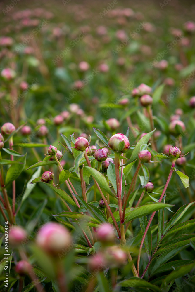 Buds of peonies. Pink flowers in the garden. A field of peonies. Many flower buds on the field Buds of peonies. Pink flowers in the garden. A field of peonies. Many flower buds on the field