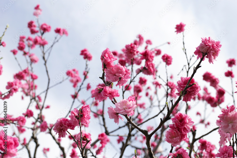 Beautiful sakura flowers, Japan cherry blossom Beautiful sakura flowers, Japan cherry blossom