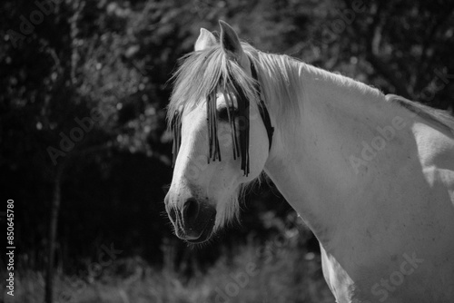 white horse in a black and white photo